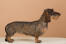 A healthy adult dachshund showing off it's wonderful long body