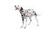 A beautiful young adult dalmatian standing tall