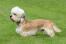 A healthy male dandie dinmont terrier with a lovely long, soft coat