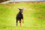 A doberman pinscher bounding across the grass