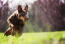 A doberman pinscher running at full pace