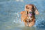 An english cocker spaniel enjoying some exercise in the water