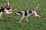 A great big english foxhound with it's muscular body and amazing scent