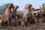 A pack of english foxhounds, out having some exercise