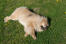 A eurasier with a lovely thick soft coat lying down on the grass