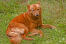 A healthy, adult finnish spitz having a rest on the grass