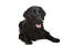 A young adult flat coated retriever with a thick, soft coat