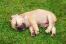 An incredible little french bulldog puppy sleeping on the grass