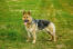 A healthy adult german shepherd standing tall, waiting for a command