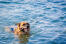 A wonderful german shepherd fetching a stick from the water