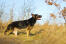 An adult german shepherd's wonderful, long, muscular body