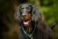 A close up of a Gordon setter's beautiful long ears