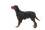 A young Gordon setter puppy's beautiful tall, long body