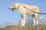 A great, big irish wolfhound with a wonderful, white, wiry coat