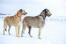 Two wonderful irish wolfhounds enjoying some exercise in the Snow