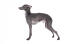 A lovely little italian greyhound with beautiful, short, grey hair