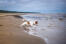 A beautiful, little, female jack russell terrier bounding into the water