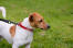 A healthy, young adult jack russell terrier with a beautiful, soft, short coat