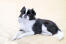 A black and white japanese chin lying down, showing off it's beautiful short nose