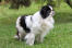 An adult japanese chin standing tall, waiting for its next command