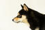 A profile of a japanese shiba inu with a long pointed nose and tall sharp ears