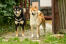 Two healthy adult japanese shiba inus standing tall together