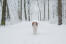 A healthy adult kooikerhondje getting some exercise in the Snow