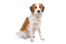 A healthy adult kooikerhondje sitting patiently, waiting for a command