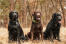 Three lovely, adult labrador retrievers sitting patiently together