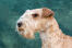 A close up of a lakeland terrier's beautiful neat beard