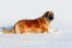 A wonderful, adult leonberger enjoying some exercise in the Snow