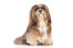 A beautiful adult lhasa apso with a long, well groomed coat