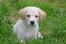 A cute little maremma sheepdog pup