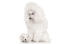 A beautiful adult miniature poodle with it's lovely, little white pup