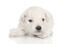 A wonderful little miniature poodle puppy with a beautiful, thick white coat
