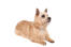 A beautiful adult norwich terrier showing off it's wonderful pointed ears