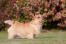 A beautiful little norwich terrier showing off it's wonderful short legs and long body