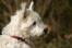 A lovely little norwich terrier with a thick white coat and pointed ears