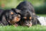 Two wonderful little otterhound puppies playing on the grass