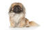 A light brown pekingese sitting to attention