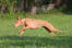 A healthy female pharaoh hound running at full pace