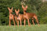 Three pharaoh hounds standing tall, showing off their wonderful, pointed ears