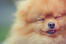 A close up of a pomeranian's beautiful, little nose and thick, soft coat