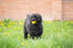 An adult black puli playing outside in the