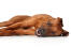 A beautiful, young rhodesian ridgeback puppy spreading out across the floor