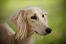 A close up of a saluki's beautiful long nose and soft ears