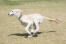 A healthy adult saluki running at full pace across the grass