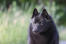 A close up of a schipperke's beautiful little eyes and thick soft coat
