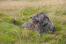 A beautiful, wire coated scottish deerhound laying in the grass