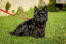 A scottish terrier with a lovely, thick, black coat